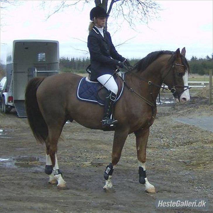 Anden særlig race Revall billede 7