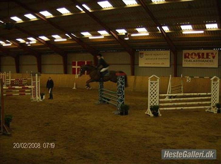 Anden særlig race Revall billede 8