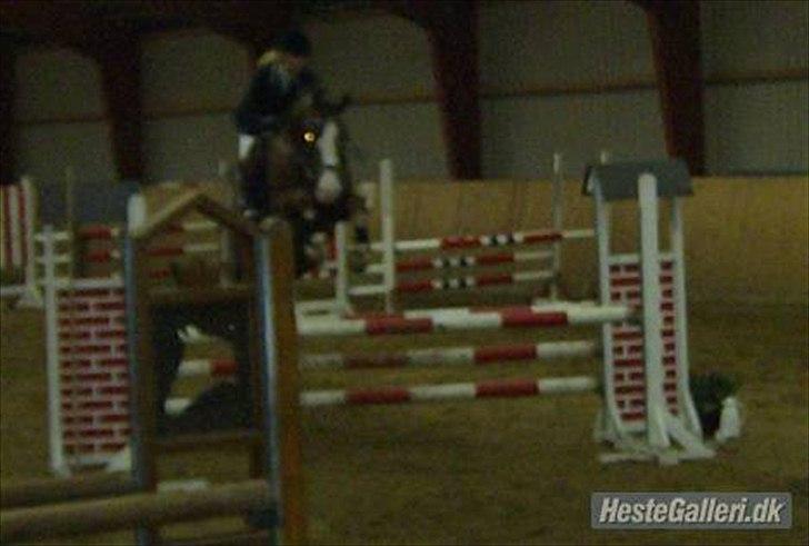 Anden særlig race Revall billede 9