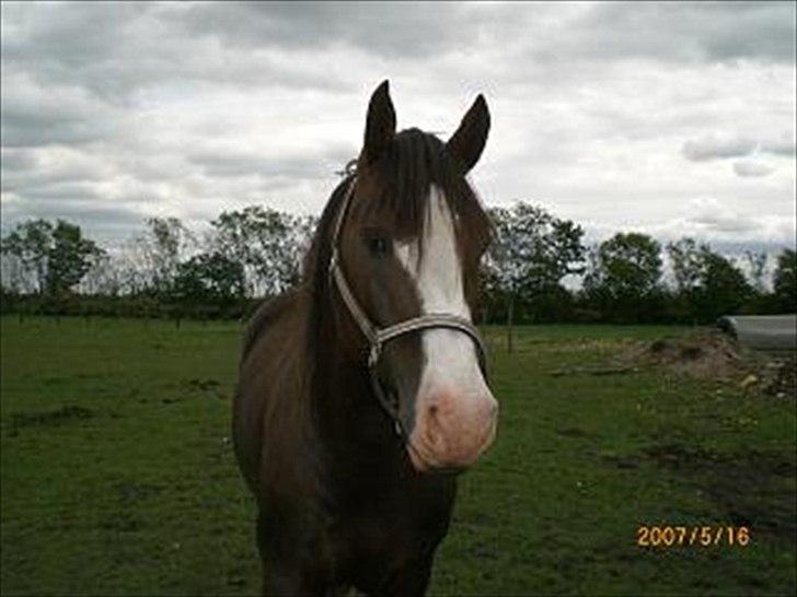 Anden særlig race Revall billede 10