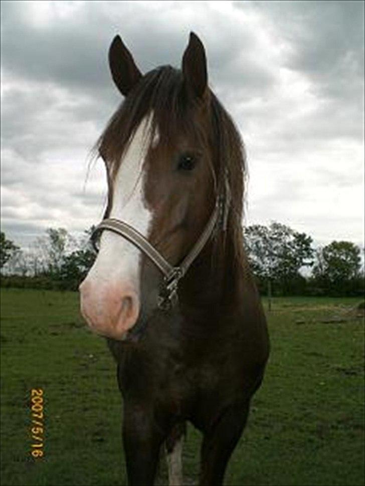 Anden særlig race Revall billede 11