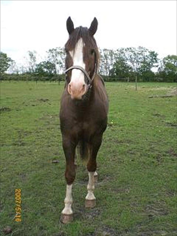 Anden særlig race Revall billede 12