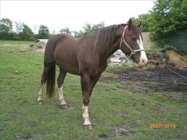 Anden særlig race Revall billede 13