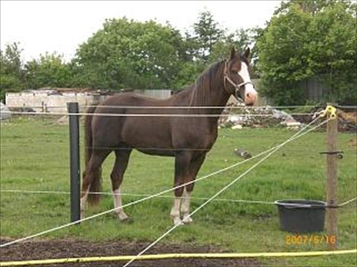 Anden særlig race Revall billede 14