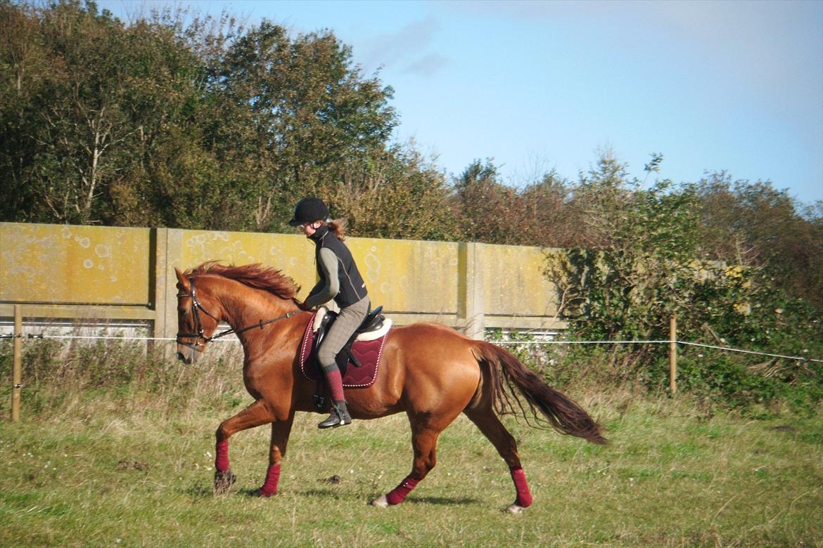 Dansk Varmblod Sim-Sam Z - Galop, galop :o) billede 18