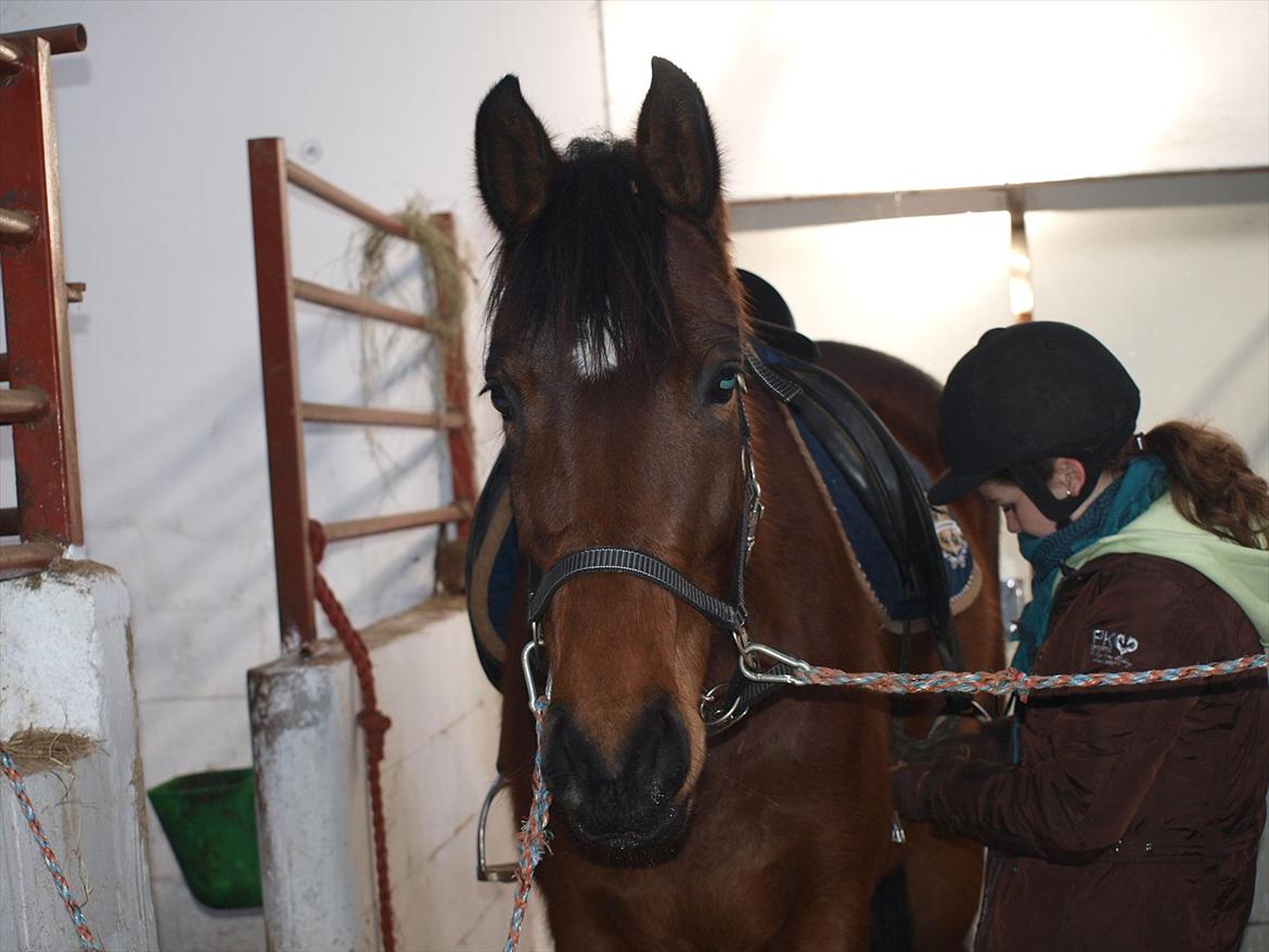 Dansk Varmblod Le Andrea - søde hyphest :-) billede 2