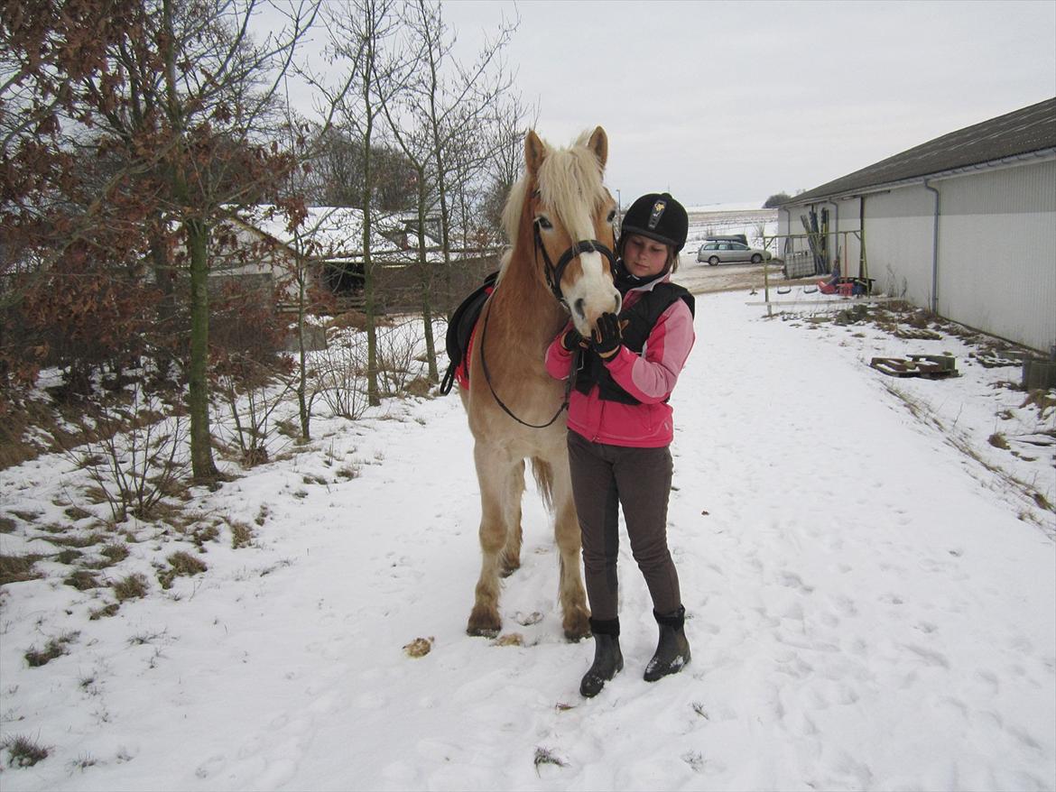 Haflinger Nemo Soldal - Min søde Nemo <3
 billede 7
