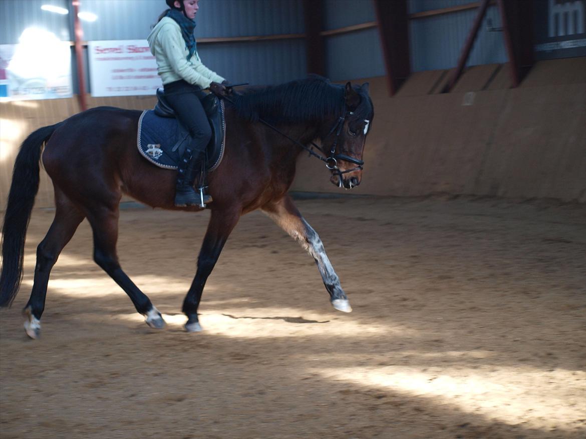 Dansk Varmblod Le Andrea - med Ane som rytter :-) billede 3