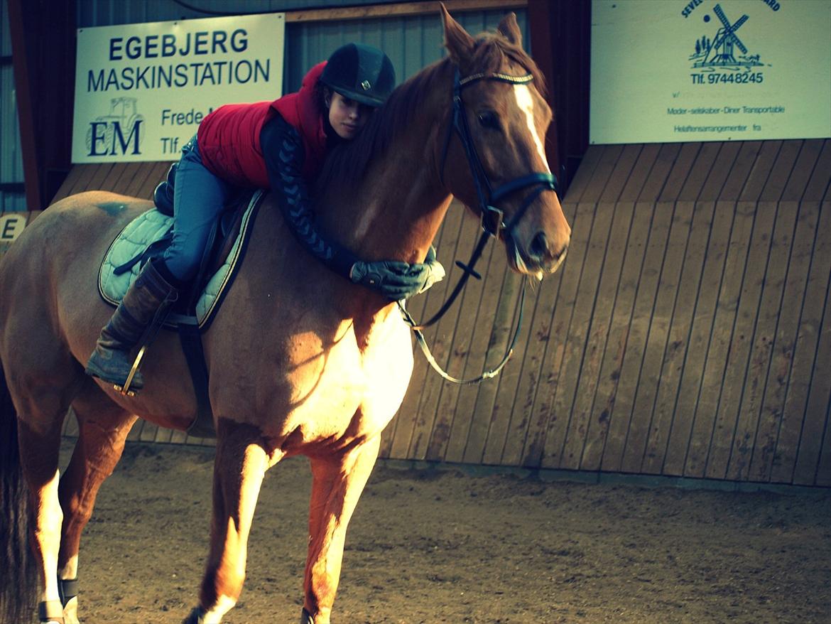 Dansk Varmblod Rolsted´s Cashot - jeg kan aldrig blive nær så lykkelig uden dig <3 billede 6