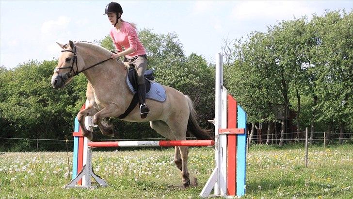 Fjordhest PUK<3 -Frygtløs den frygtsomme pony- - Spring sommer 2011 billede 17