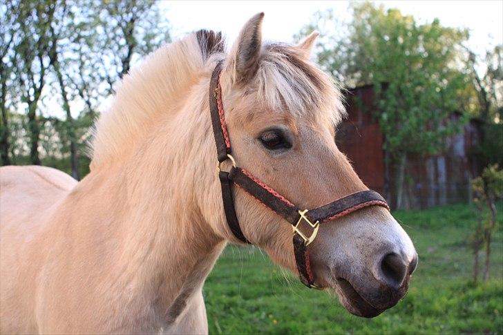 Fjordhest PUK<3 -Frygtløs den frygtsomme pony- billede 19