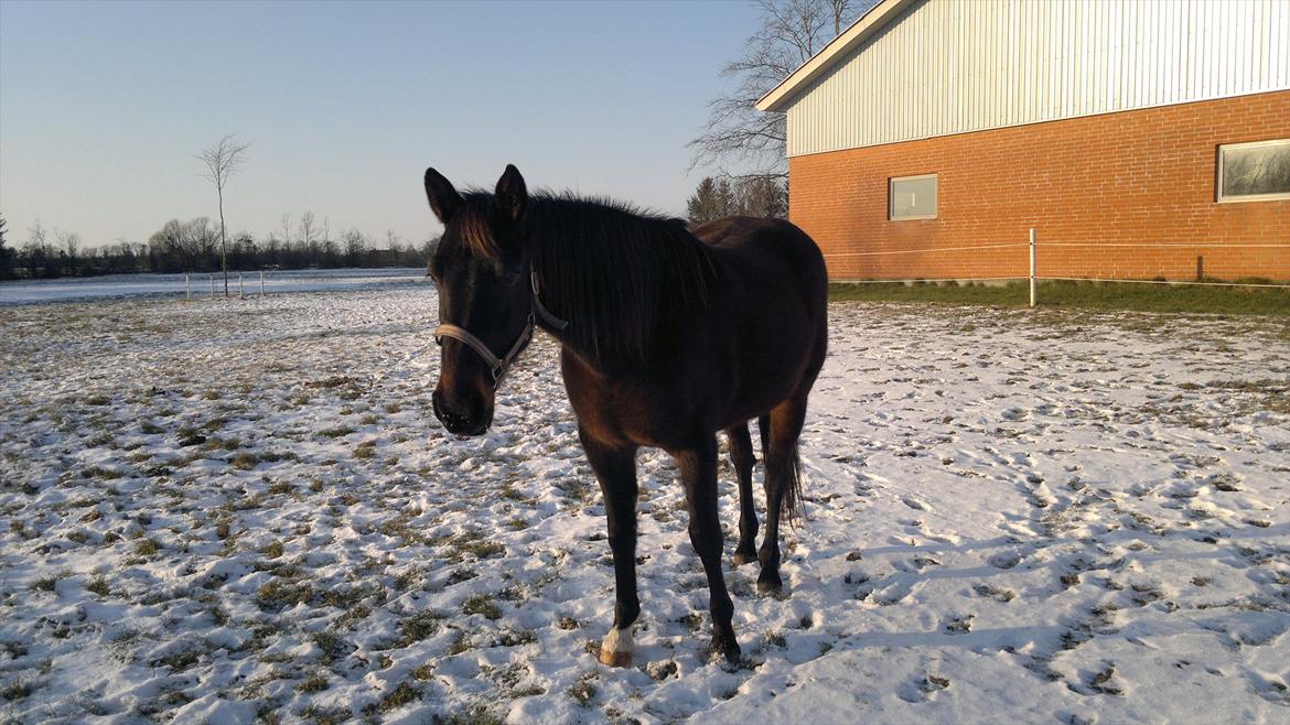 Traver Hurtis billede 7