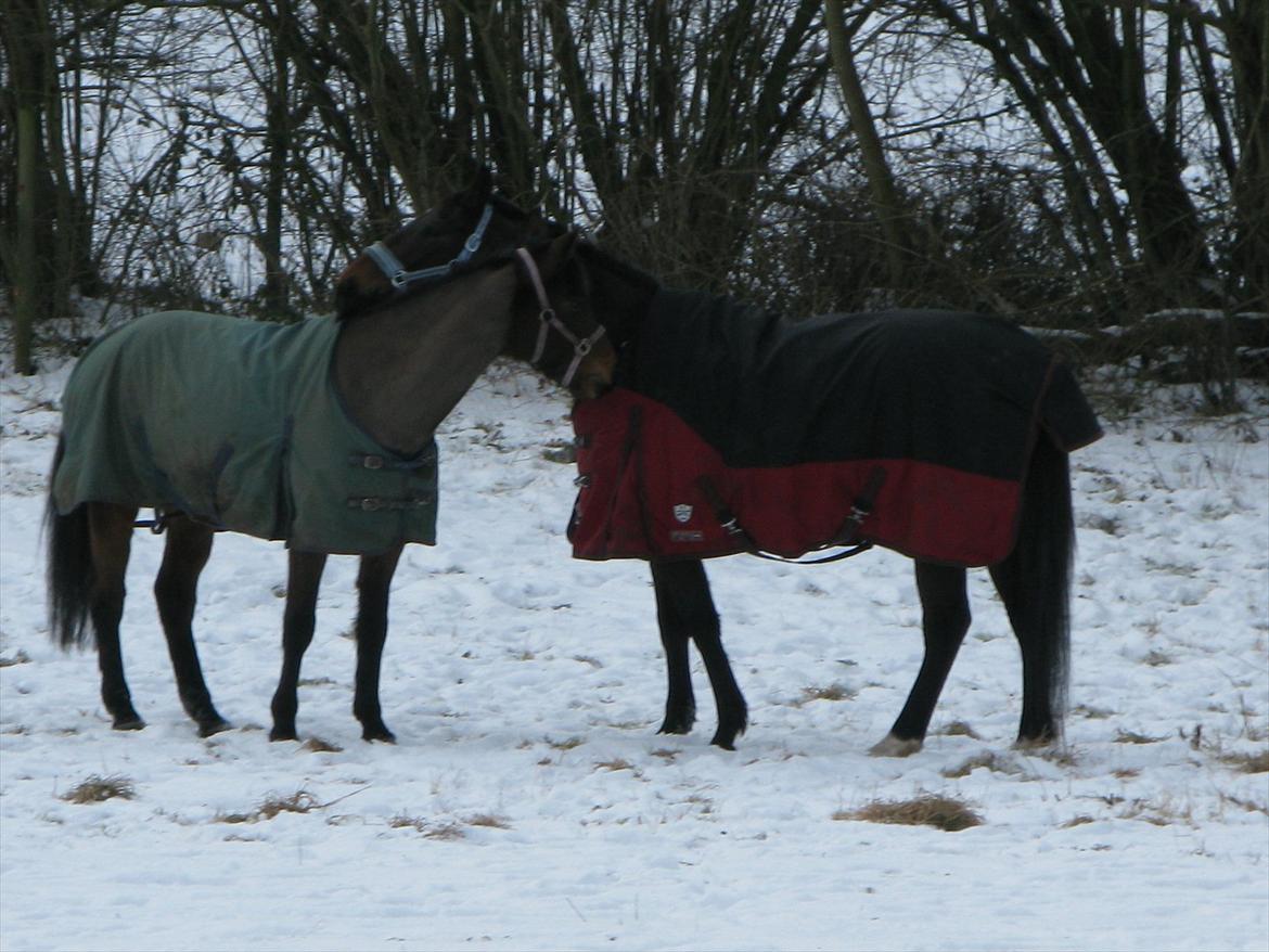 Anden særlig race Misty - Misty og Valdemar. Foto: Mor billede 7