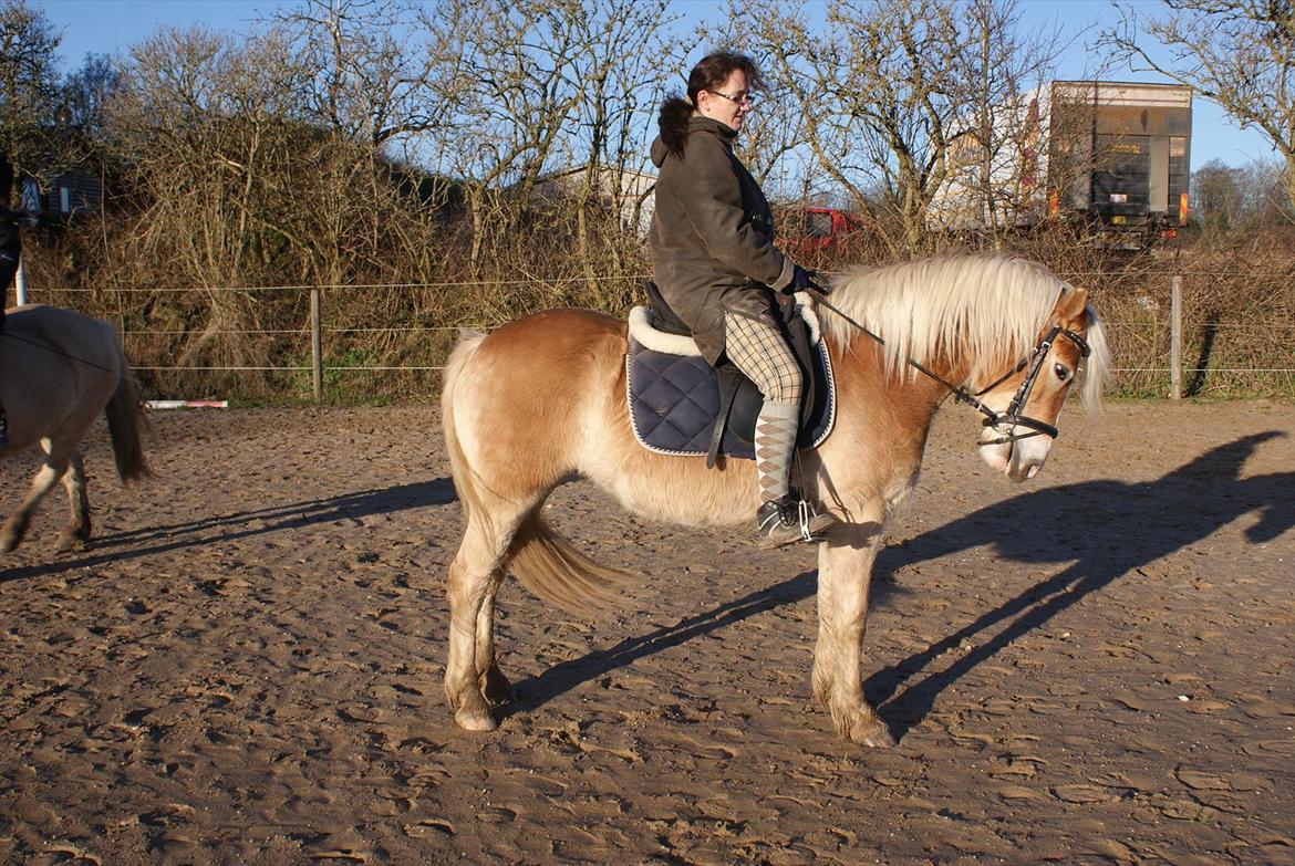 Haflinger Pasja billede 14