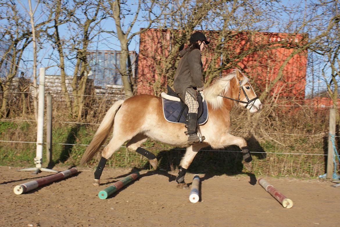 Haflinger Pasja billede 16