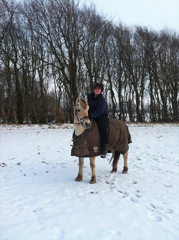 Fjordhest Sille'piien :D <33 solgt  - Vi er ved at lære hinanden og kende og knytte bånd ;) billede 6