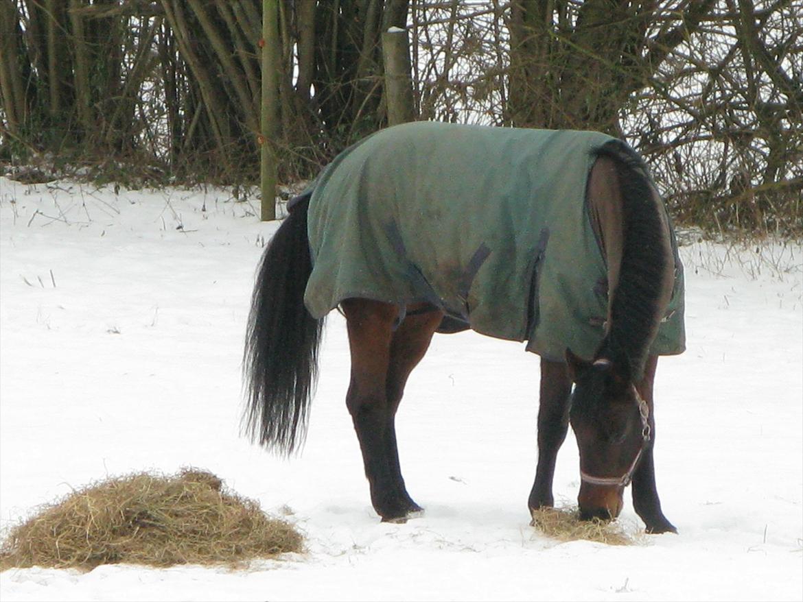 Anden særlig race Misty - Mmm dejligt med noget hø:) Foto: Mor billede 5