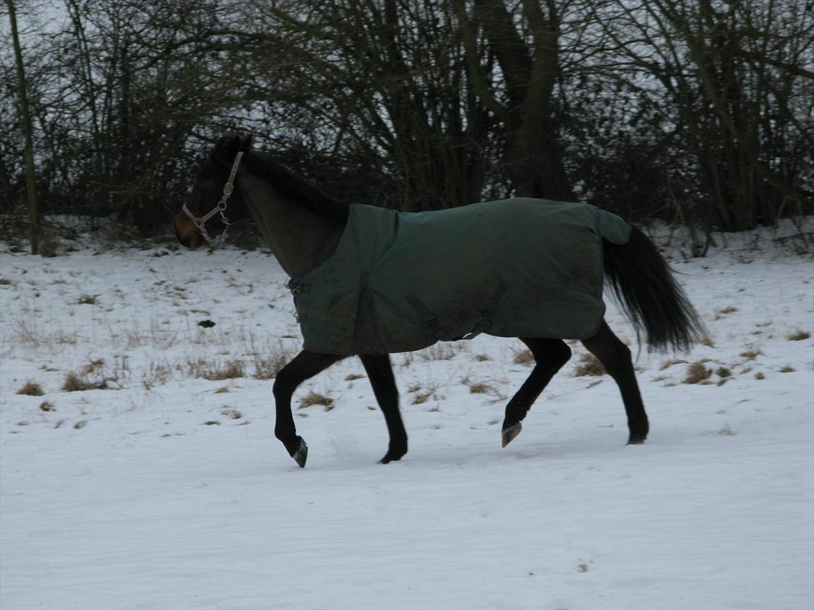 Anden særlig race Misty - Foto: Mor billede 4