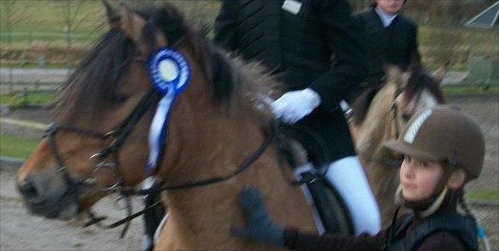 Anden særlig race Bailey spring-ponyen!!<3 - for lang lang laaaaang tid siden billede 14