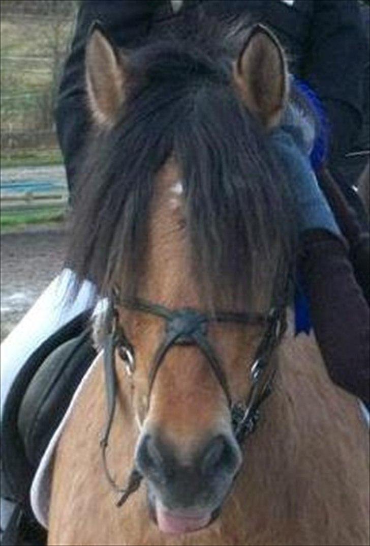 Anden særlig race Bailey spring-ponyen!!<3 - fjollerhoved billede 15