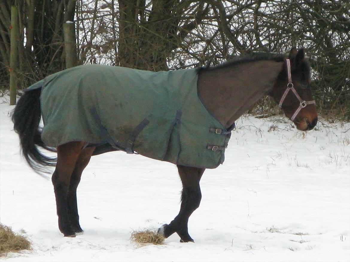 Anden særlig race Misty - Misty på fold :) Foto: Mor billede 6