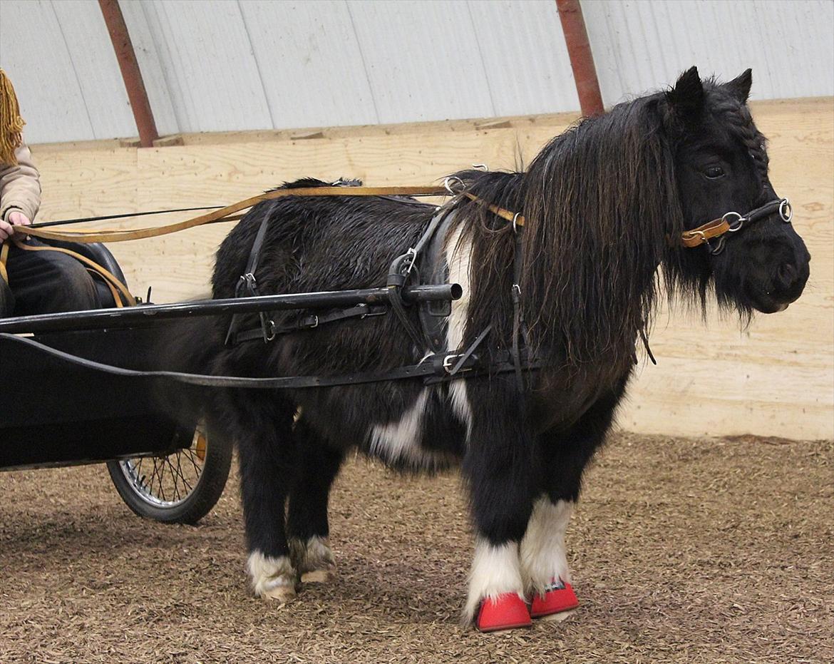 Shetlænder Vito Saelberch - Ingen anden pony, udstråler så meget som du gør - og det gør dig unik! billede 20