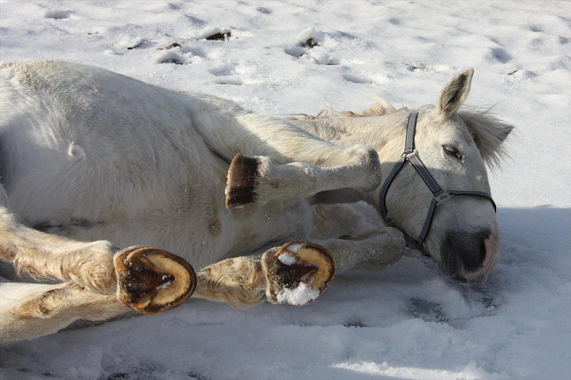 Pinto Marcia (elsket og savnet) billede 9