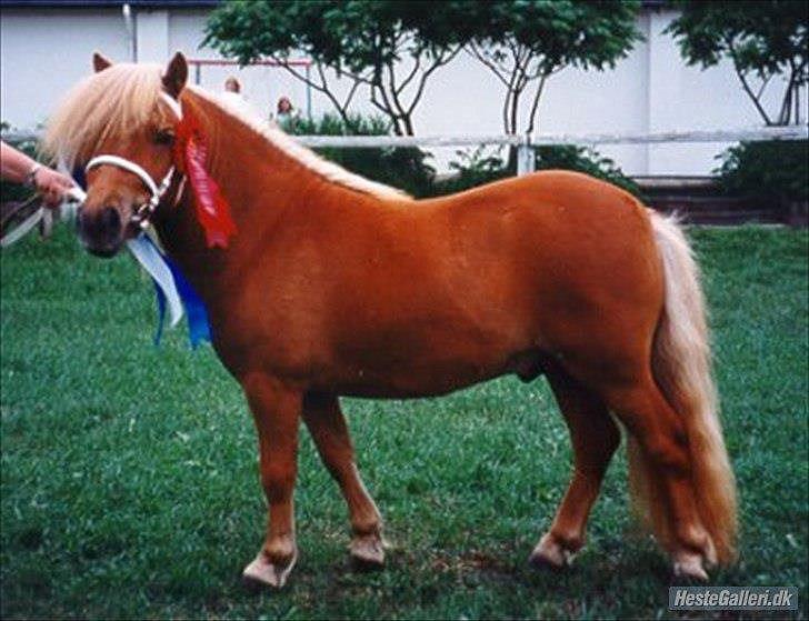 Shetlænder min øjesten Mancini<3 - 4~Mancini til kåring!<3 billede 4