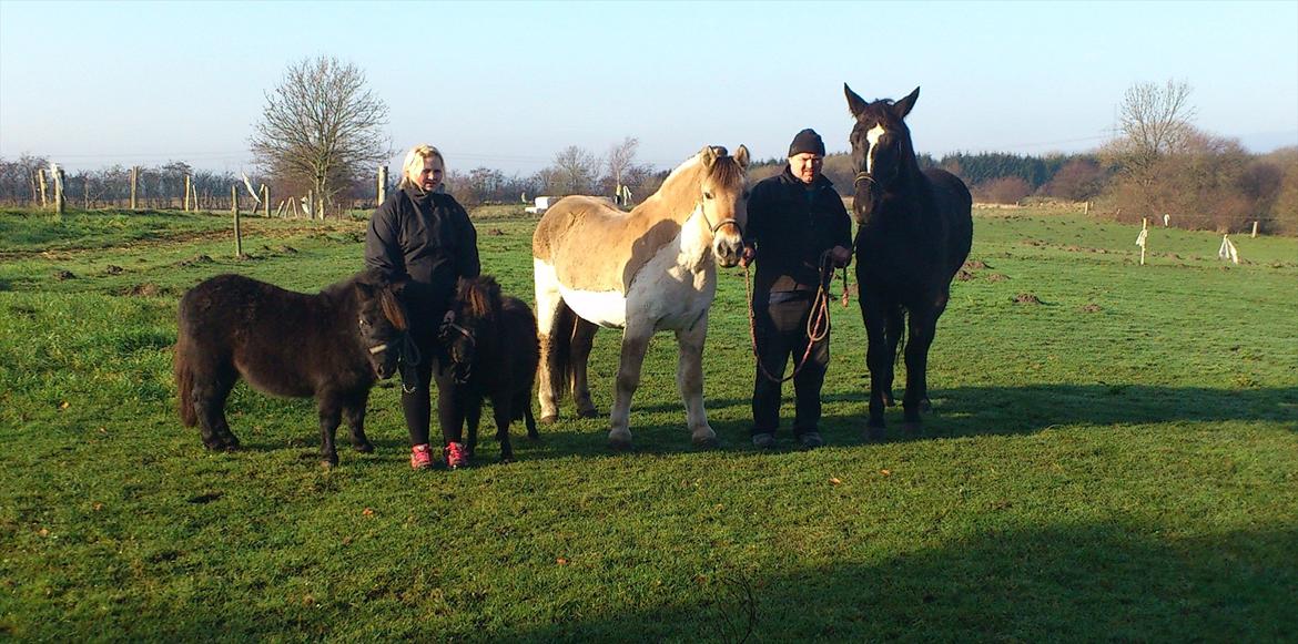 Anden særlig race Polly (min fars) - Hestefamilen samlet :) billede 6