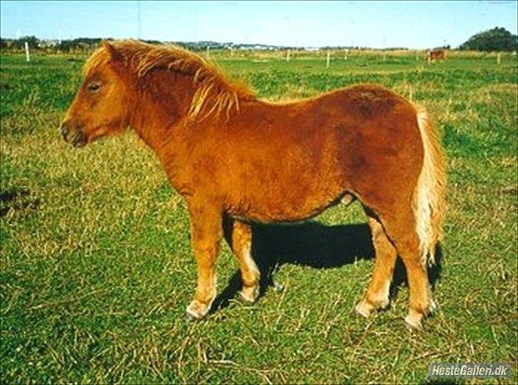 Shetlænder min øjesten Mancini<3 - 5~Det er et af hans føl.<3 billede 5