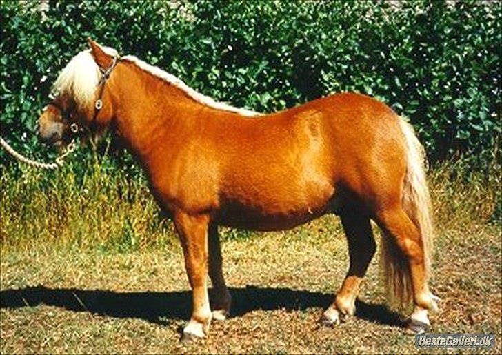 Shetlænder min øjesten Mancini<3 - 6~En rigtig lækker hingst!<3 billede 6