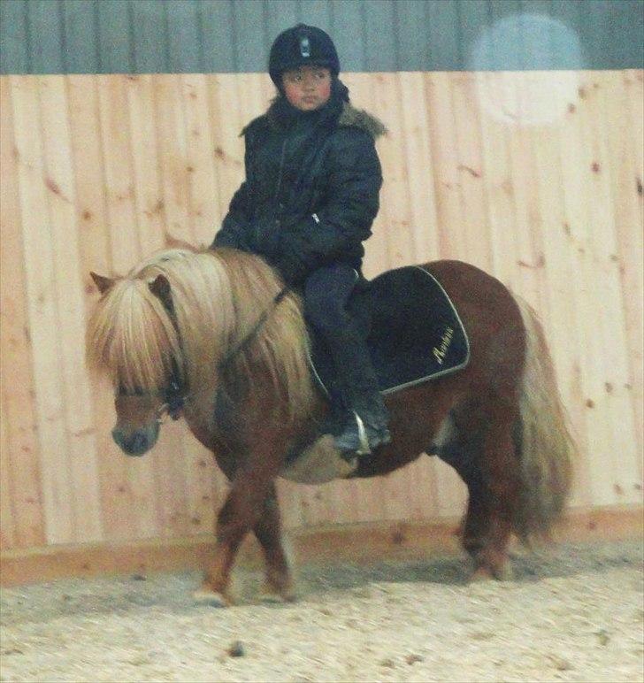 Shetlænder min øjesten Mancini<3 - 7~Baby you light op my world like nobody else<3 billede 7