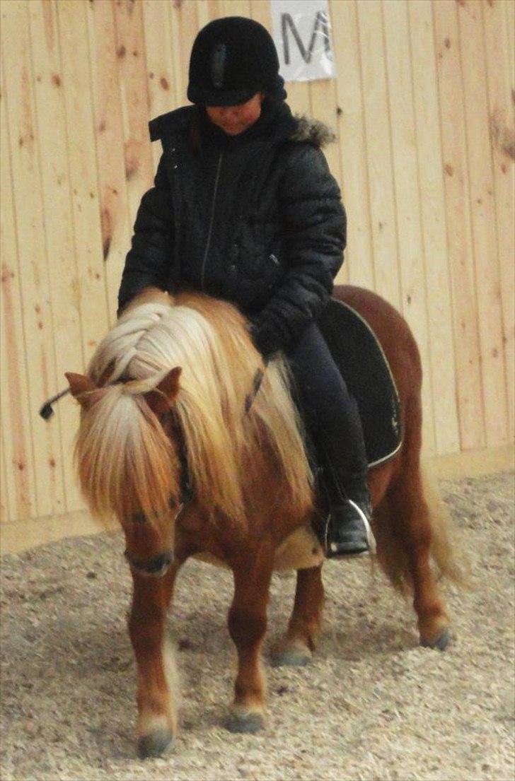 Shetlænder min øjesten Mancini<3 - 8~Dressur på den dejlige<3
 billede 8