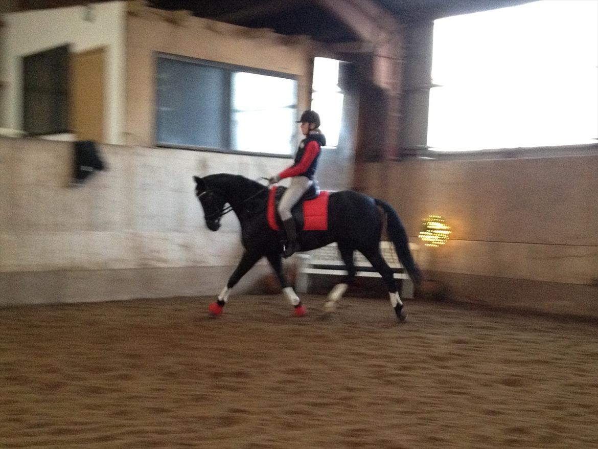 DSP Penny-Lady-Naddle - i slutningen af december 2011 taget af min mor på Iphone billede 4