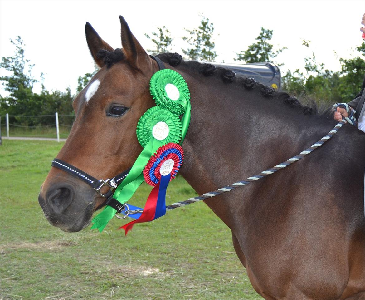 Hollandsk Sportspony Brunello - Høsten fra ponyuge 2011.<3 billede 5