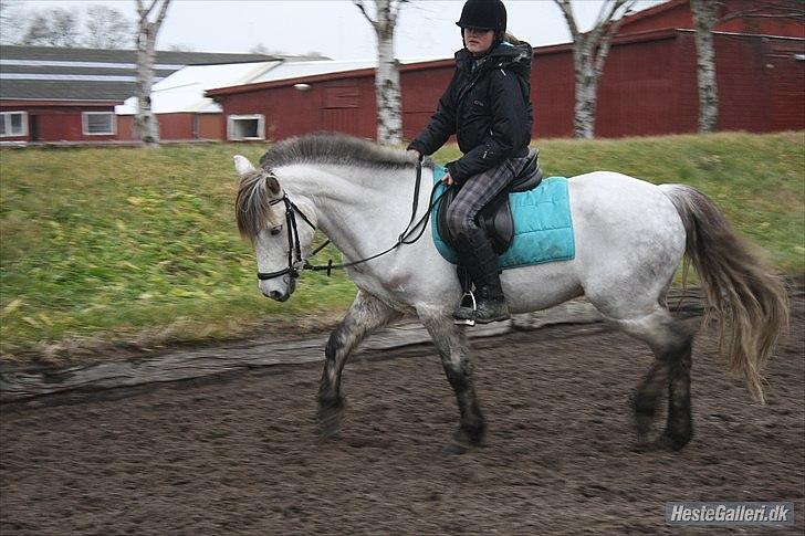 Anden særlig race » Jossy (Justin) billede 10