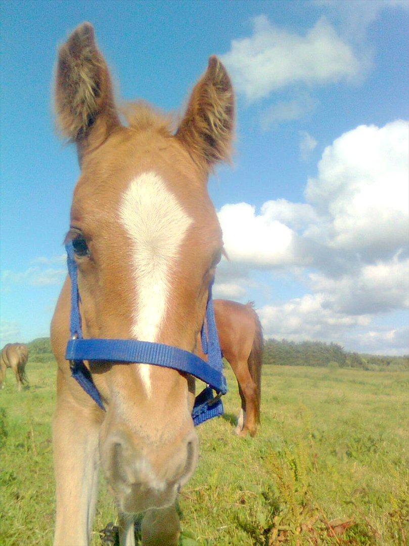 Frederiksborg MALICA DRAGE (Himmelhest) R.I.P <3 billede 5