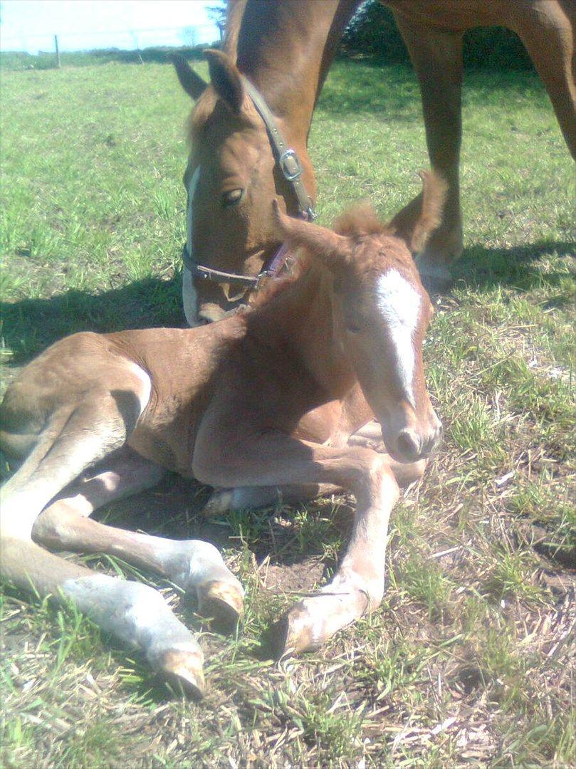 Frederiksborg MALICA DRAGE (Himmelhest) R.I.P <3 - her er jeg helt ny og har ikke været oppe og prøve de lange ben endnu. billede 6