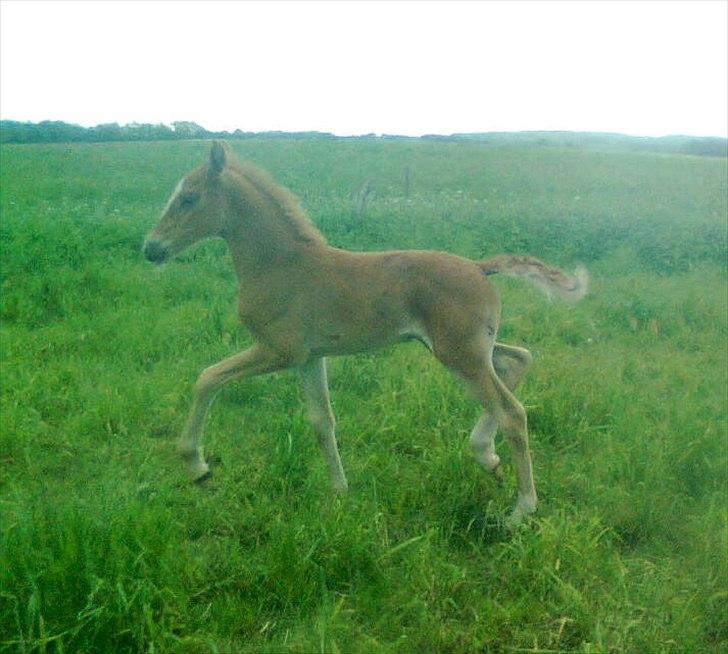 Frederiksborg MALICA DRAGE (Himmelhest) R.I.P <3 - 2 uger, billede 7