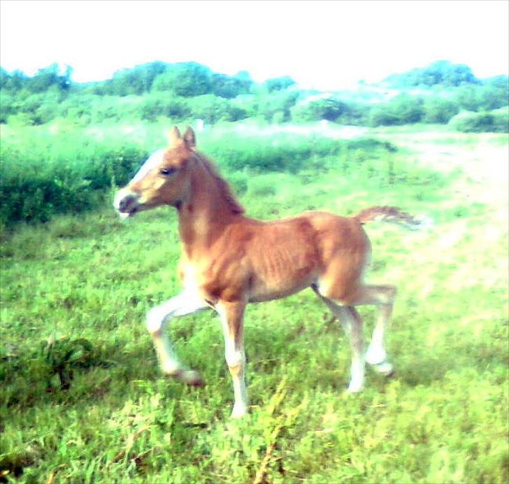 Frederiksborg MALICA DRAGE (Himmelhest) R.I.P <3 - 2-3 uger billede 8