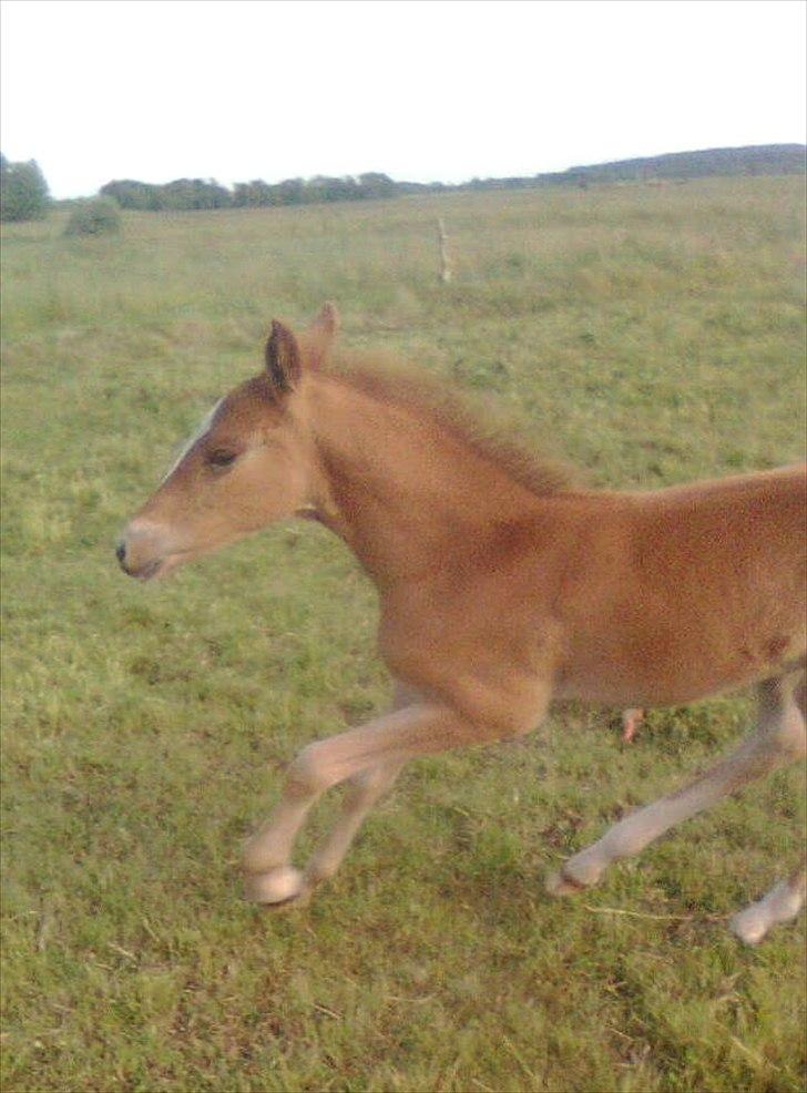 Frederiksborg MALICA DRAGE (Himmelhest) R.I.P <3 - her er jeg 5 dage gammel og rigtig hurtig. billede 9