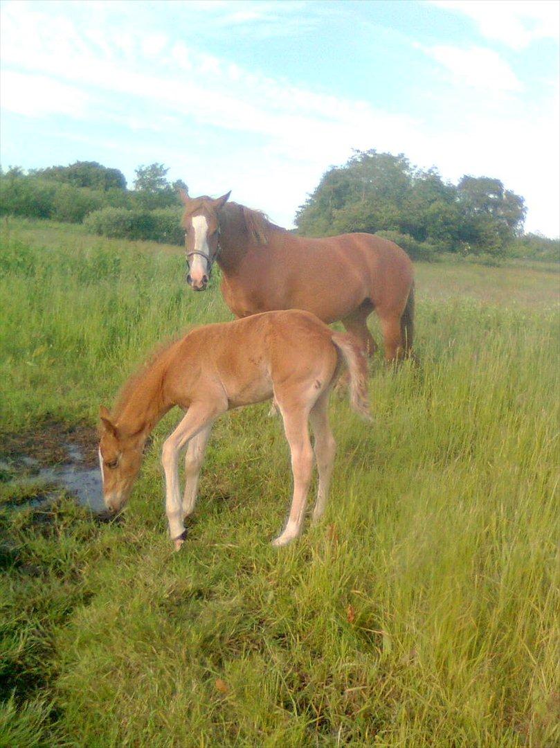 Frederiksborg MALICA DRAGE (Himmelhest) R.I.P <3 - 1 uge, på udflugt med Lotte, billede 10