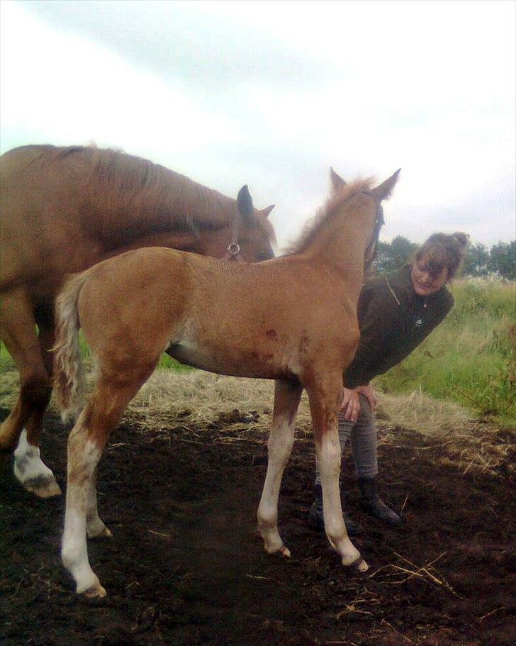 Frederiksborg MALICA DRAGE (Himmelhest) R.I.P <3 - næsten 2 måneder, billede 11