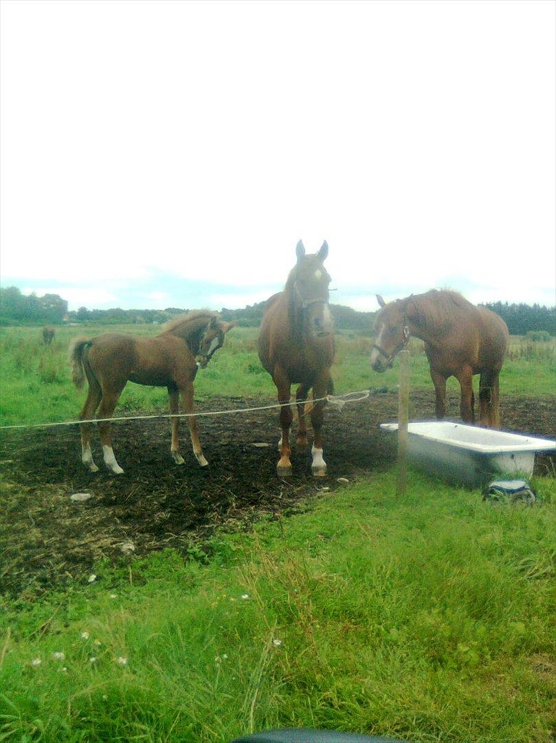 Frederiksborg MALICA DRAGE (Himmelhest) R.I.P <3 - her er jeg  2 måneder billede 12