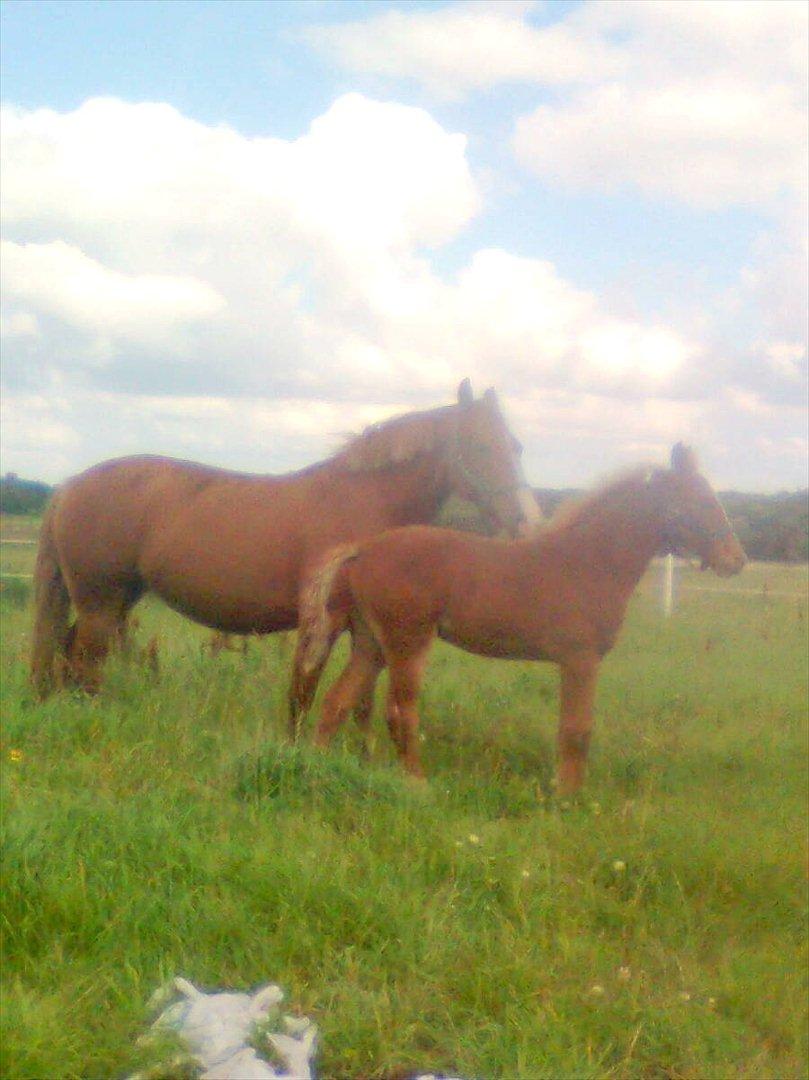 Frederiksborg MALICA DRAGE (Himmelhest) R.I.P <3 - næsten 3 måneder, billede 13