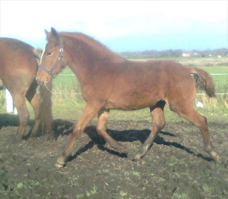 Frederiksborg MALICA DRAGE (Himmelhest) R.I.P <3 - 4 måneder, billede 14