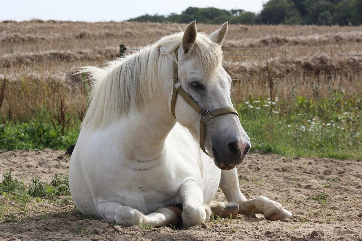 Anden særlig race / Blanding -  Apollon - På fold<3 billede 12