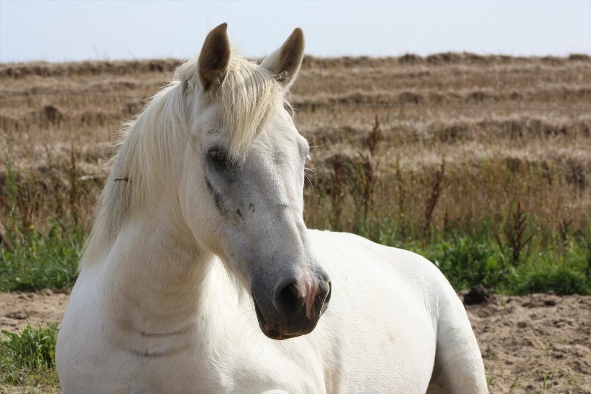 Anden særlig race / Blanding -  Apollon - <3 billede 13