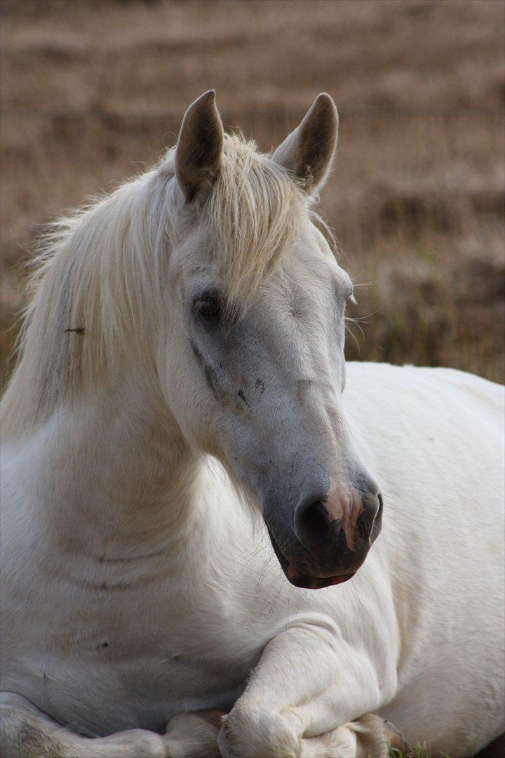 Anden særlig race / Blanding -  Apollon - <3 billede 14