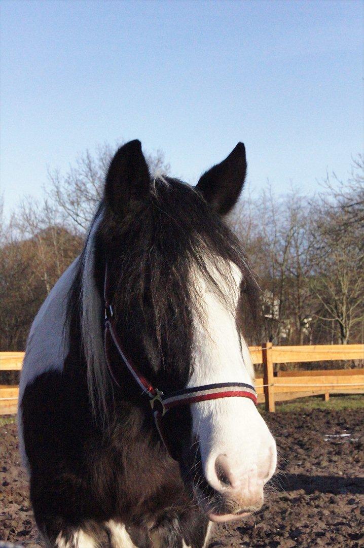 Irish Cob Boomer - Velkommen til min profil, jeg hedder Boomer billede 7